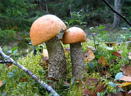   - Leccinum versipelle (Leccinum testaceoscabrum)